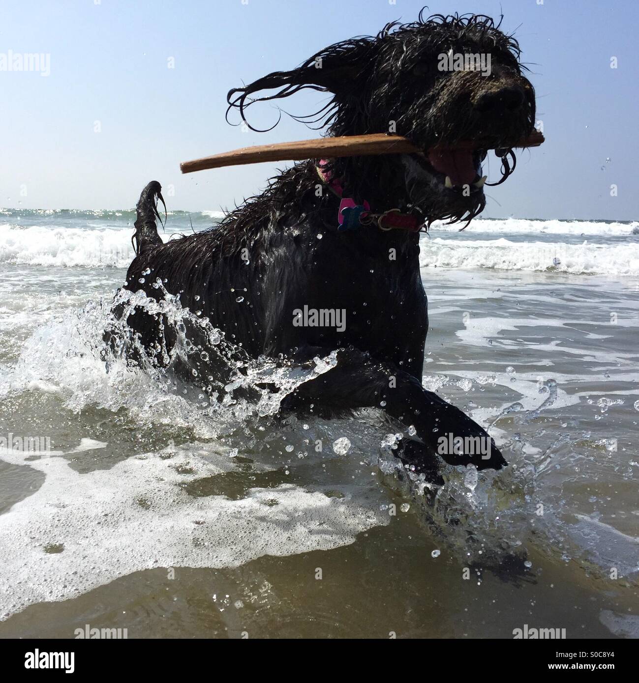 Un nero labradoodle corre il cane in acqua con un bastone nella sua bocca. Ventura, California USA. Foto Stock