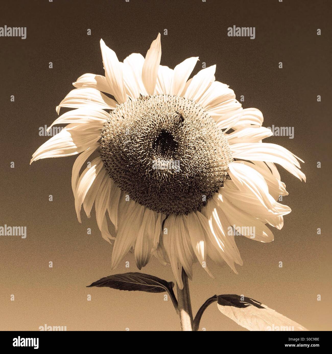 Un girasole ospita un ape. - Immagine stock catturata con smartphone