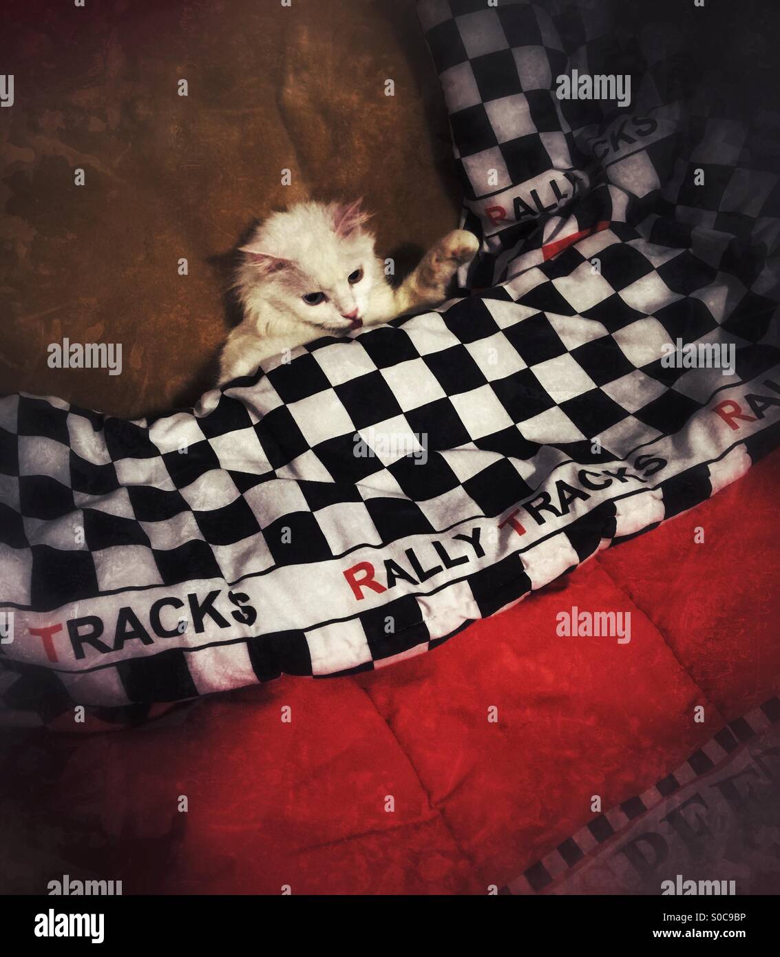 Gatto Angora seduta nel letto coperto con coperchio racing Foto Stock