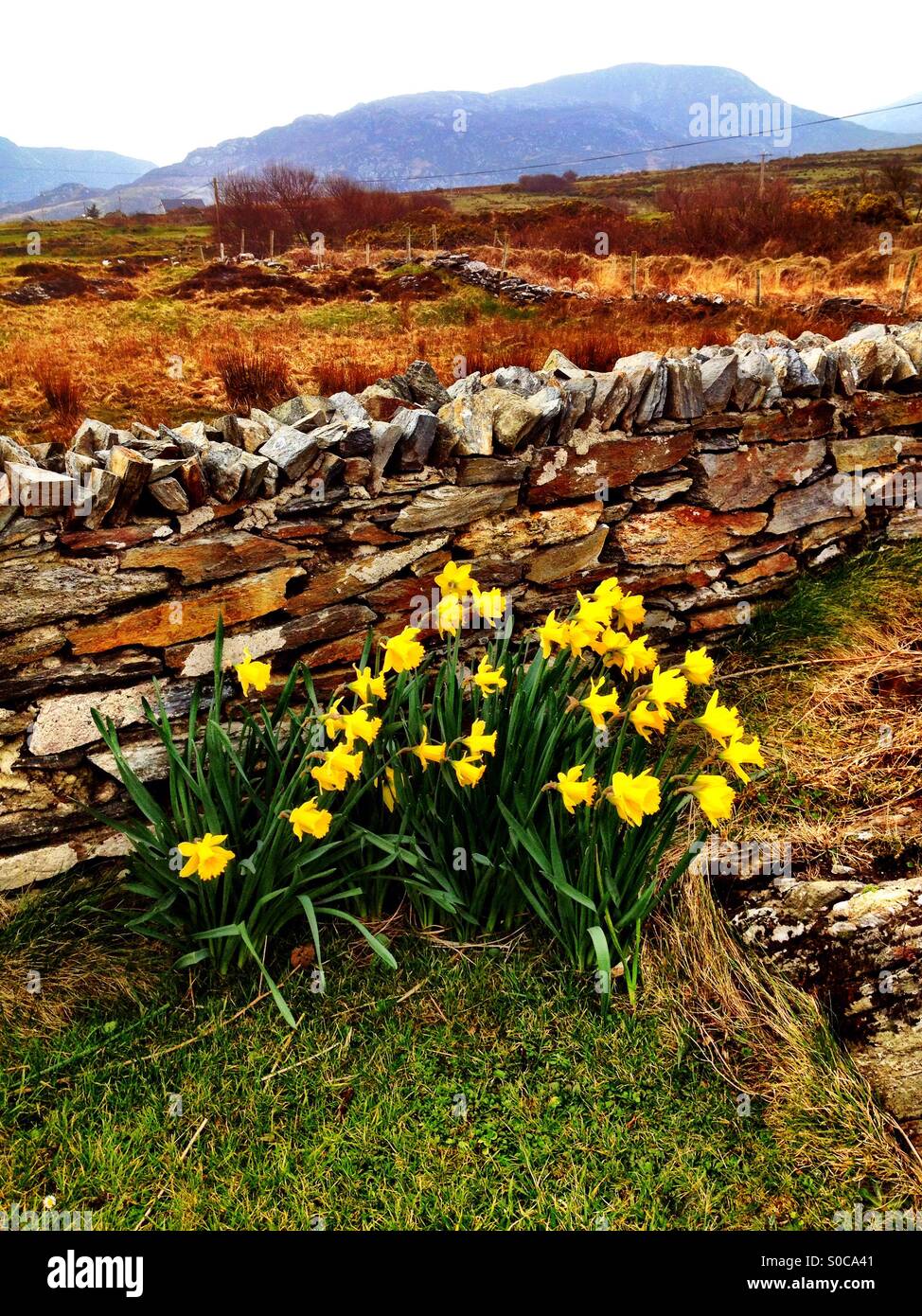 Primavera di Donegal - Immagine stock catturata con smartphone
