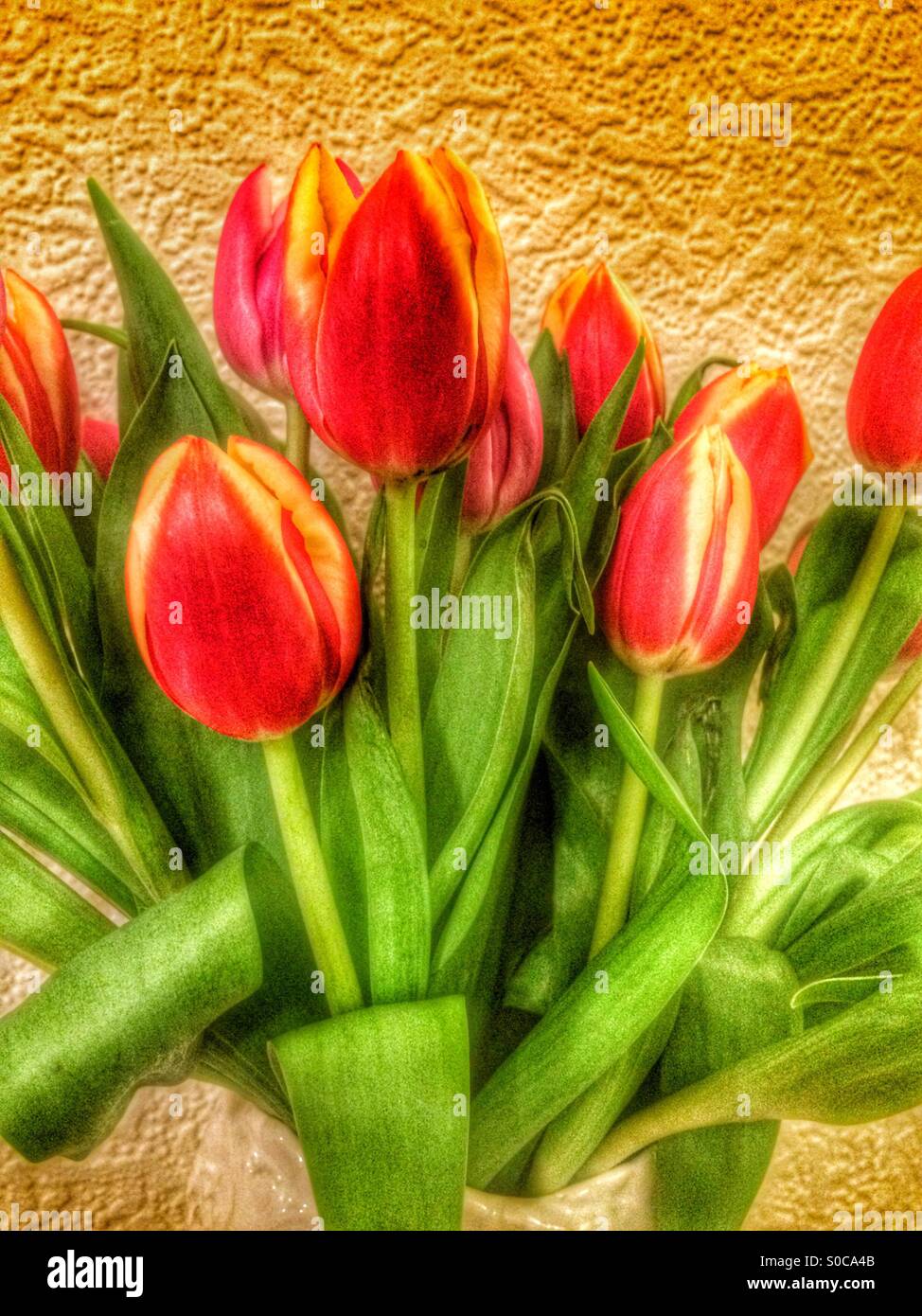 Mazzi di tulipani Foto Stock