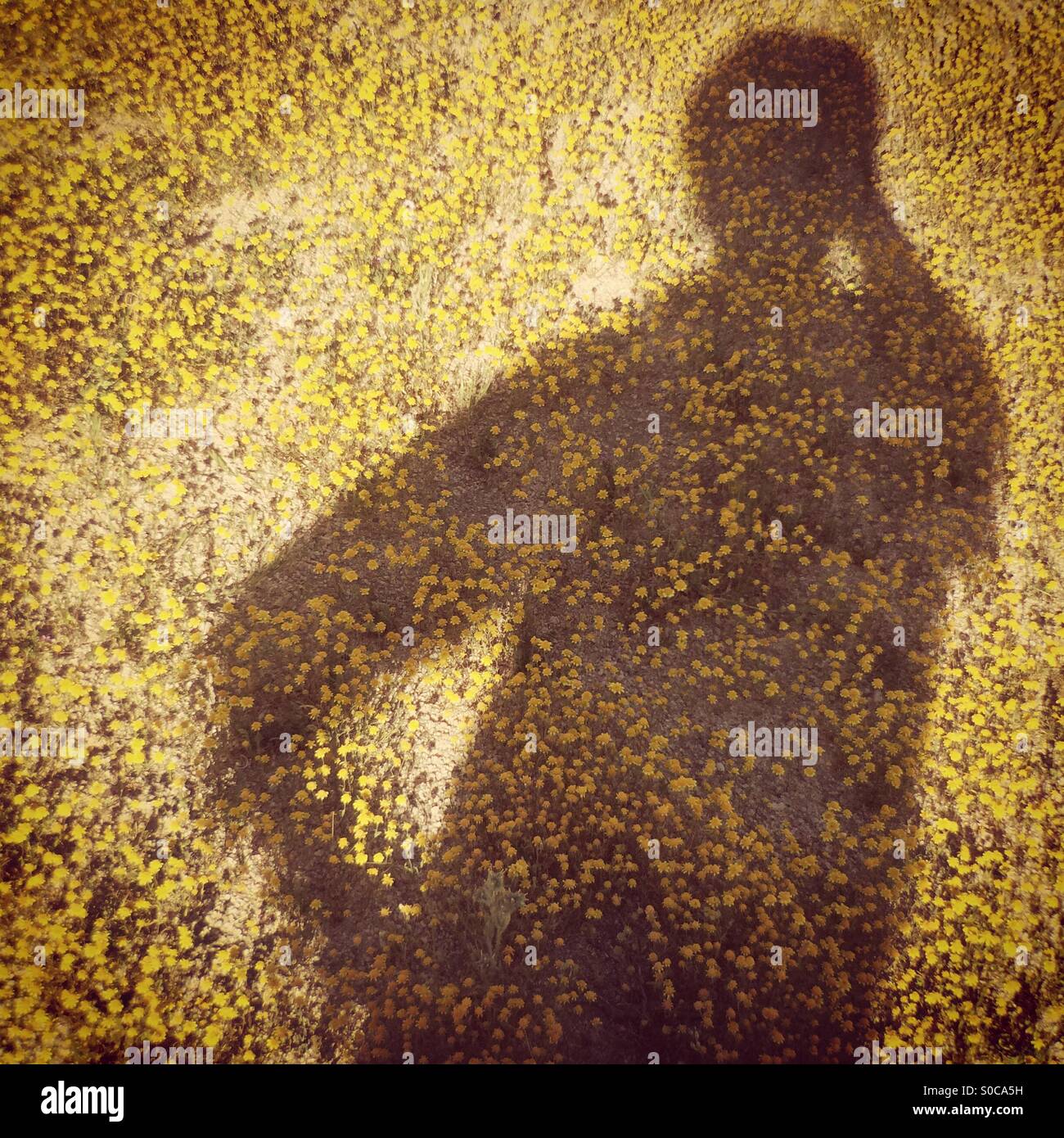 Parlare al telefono in luoghi remoti, ombra su un campo di fiori selvatici, Deserto Mojave, California Foto Stock