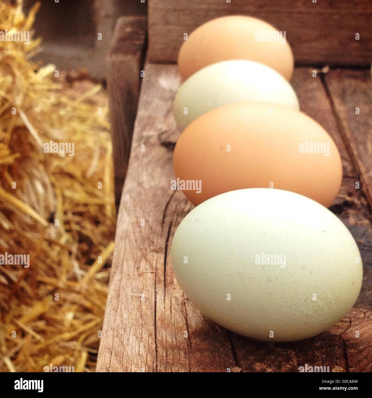 Quattro uova in azienda Foto Stock