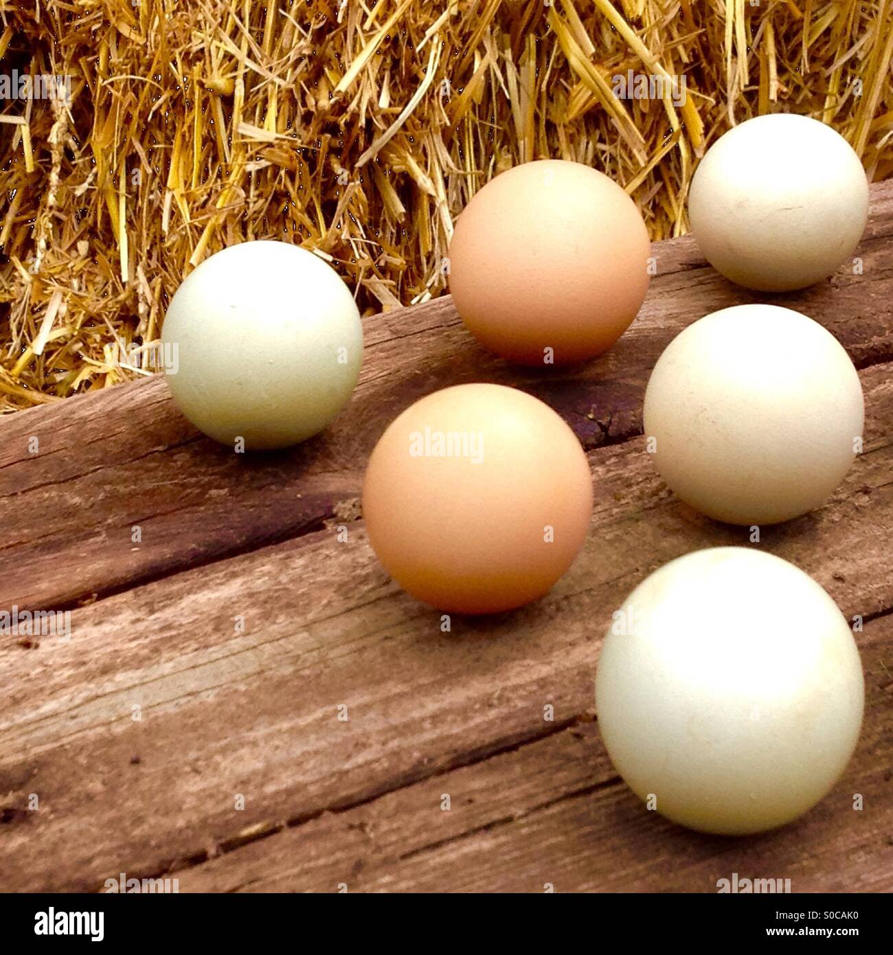 Mezza dozzina di uova in azienda Foto Stock