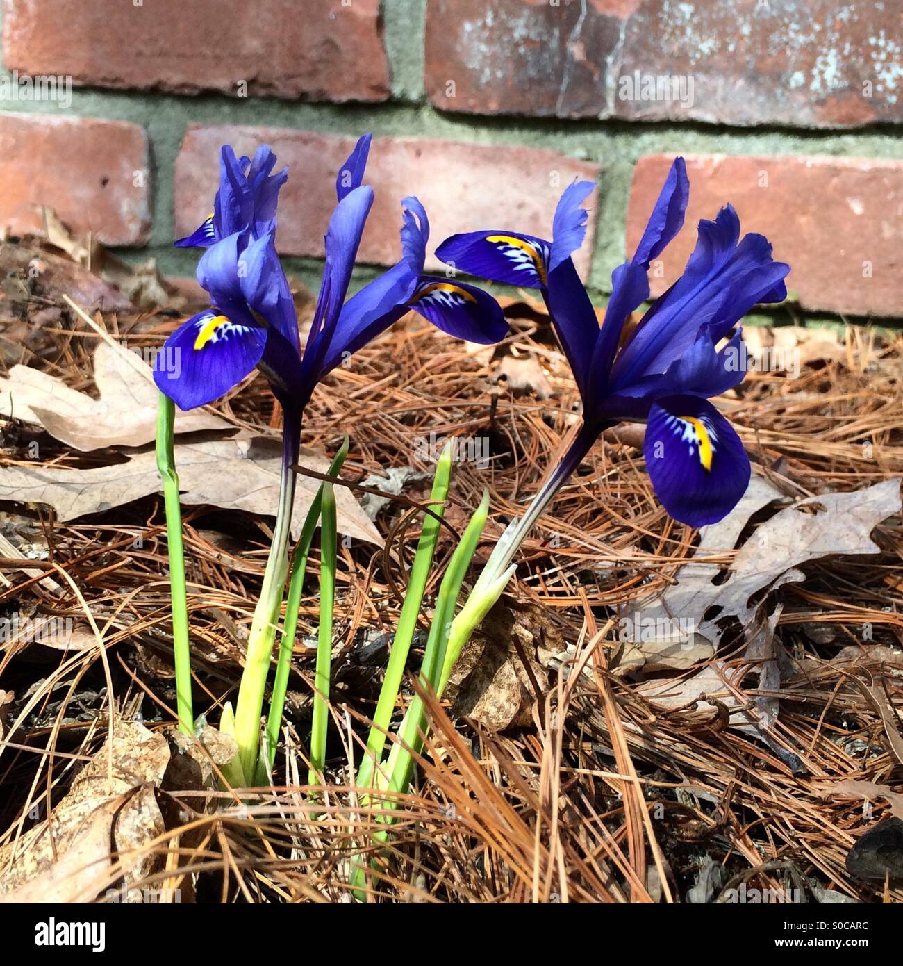 Reticulata iridi in fiore in primavera. - Immagine stock catturata con smartphone