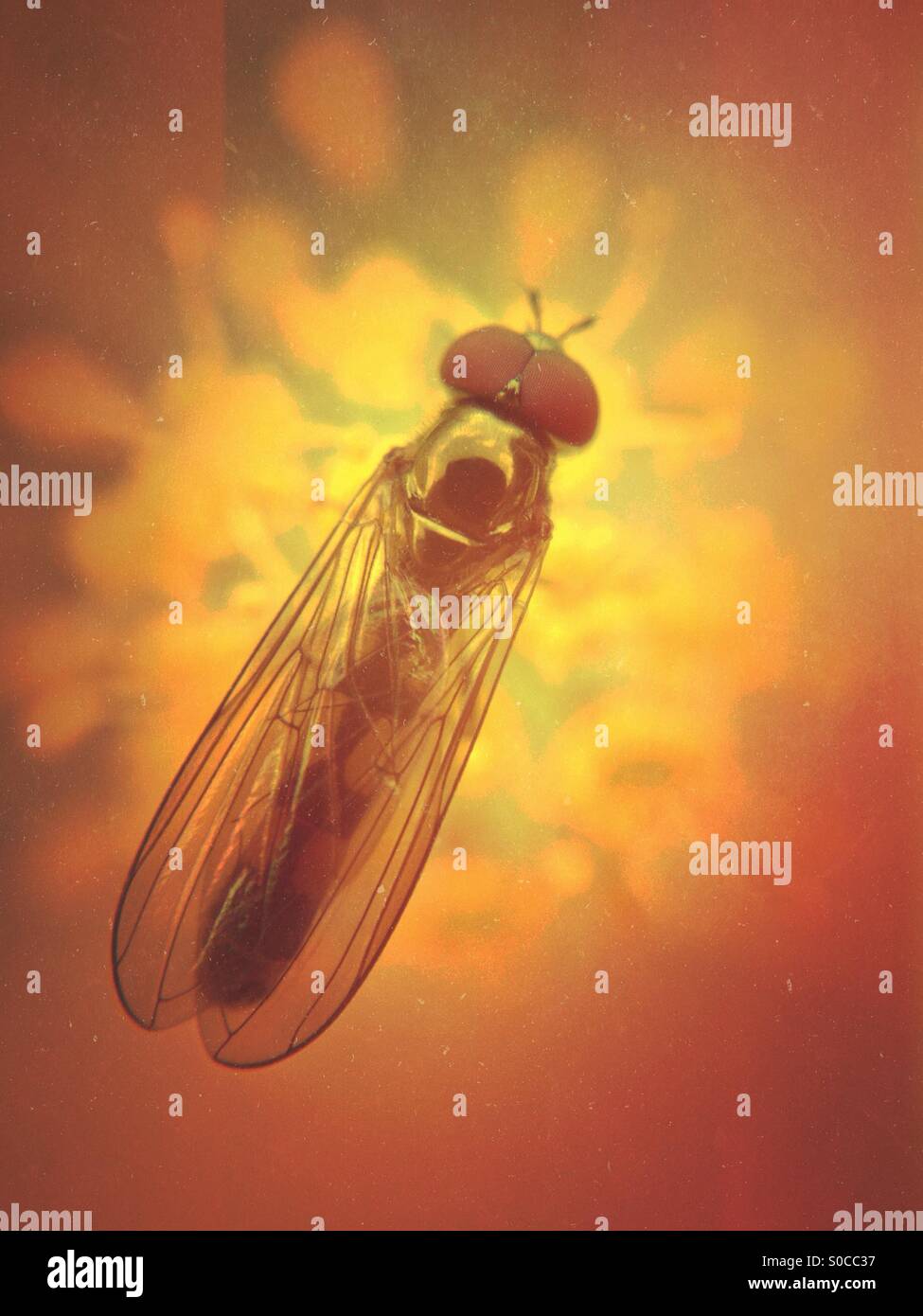 Close up di hover fly - Immagine stock catturata con smartphone