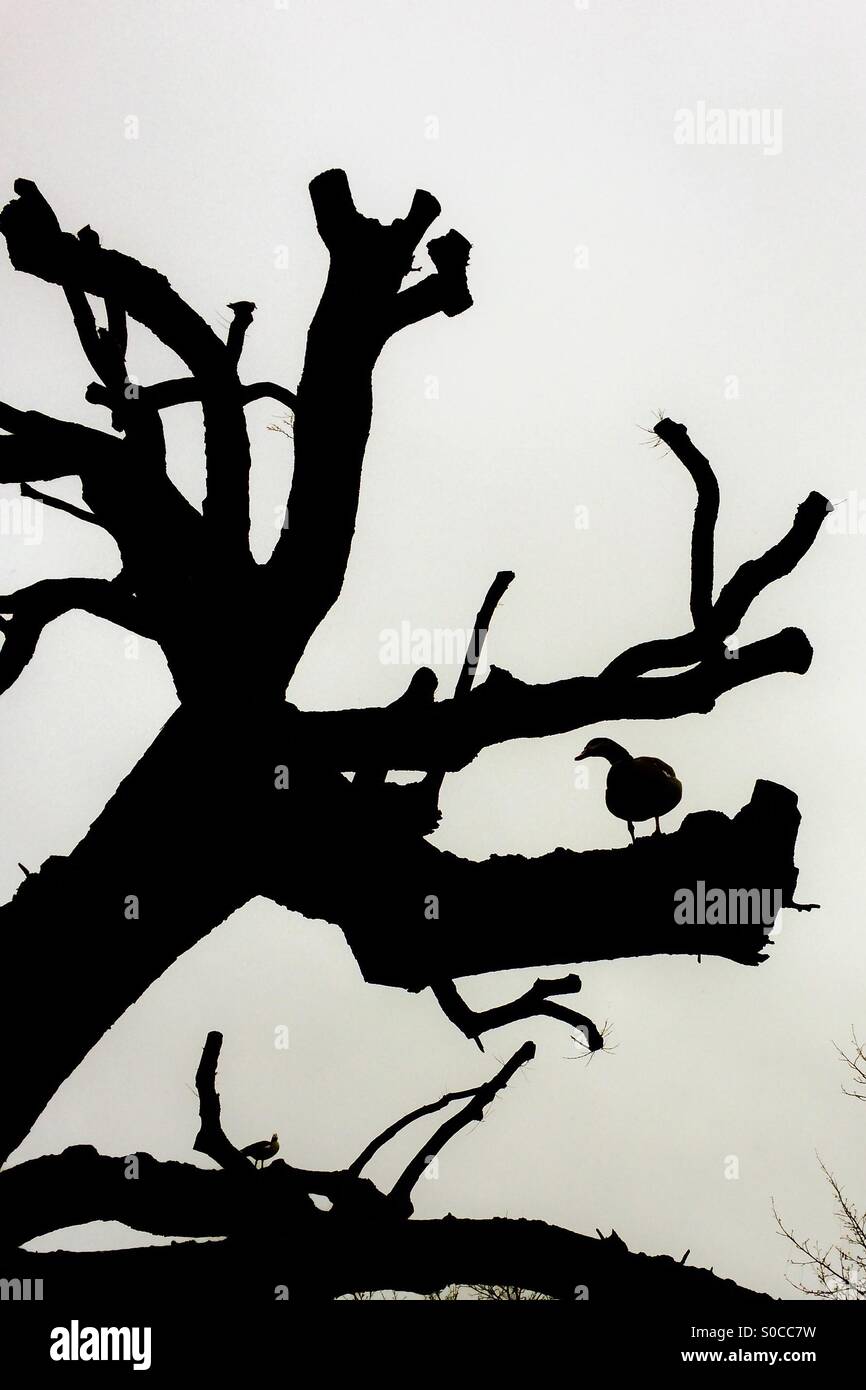 Anatra su un albero Foto Stock
