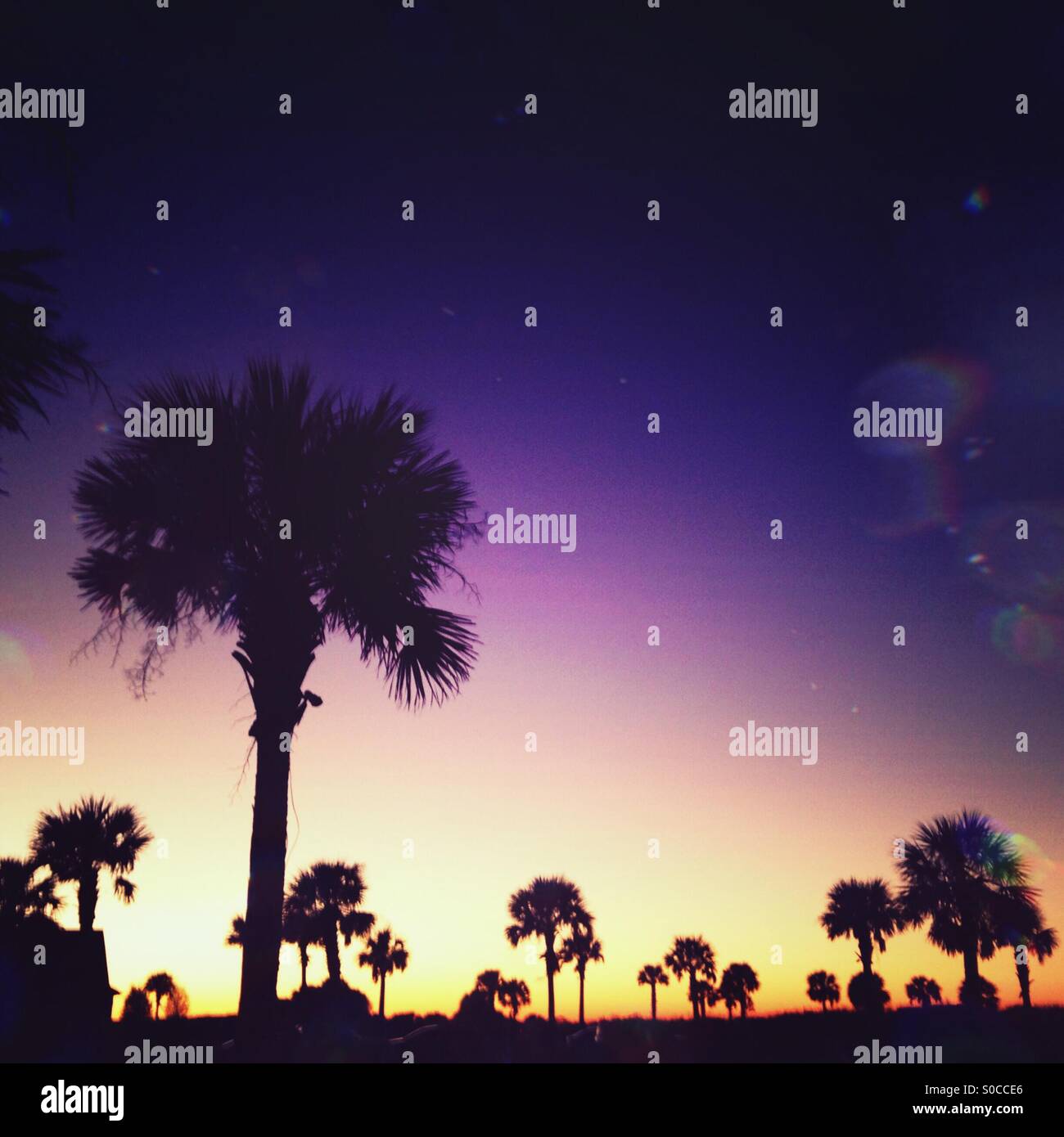 Sagome di palme nane si stagliano contro il cielo subito dopo il tramonto su Kiawah Island, SC. Foto Stock