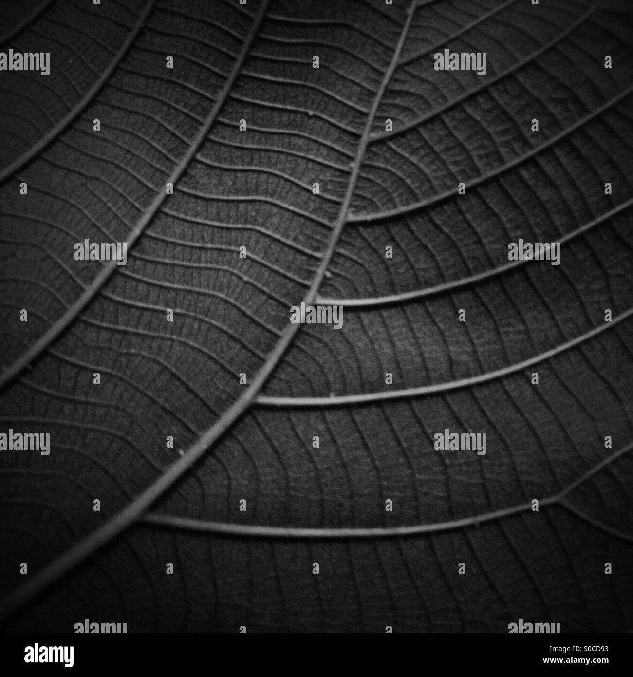 La foglia nera. - Immagine stock catturata con smartphone