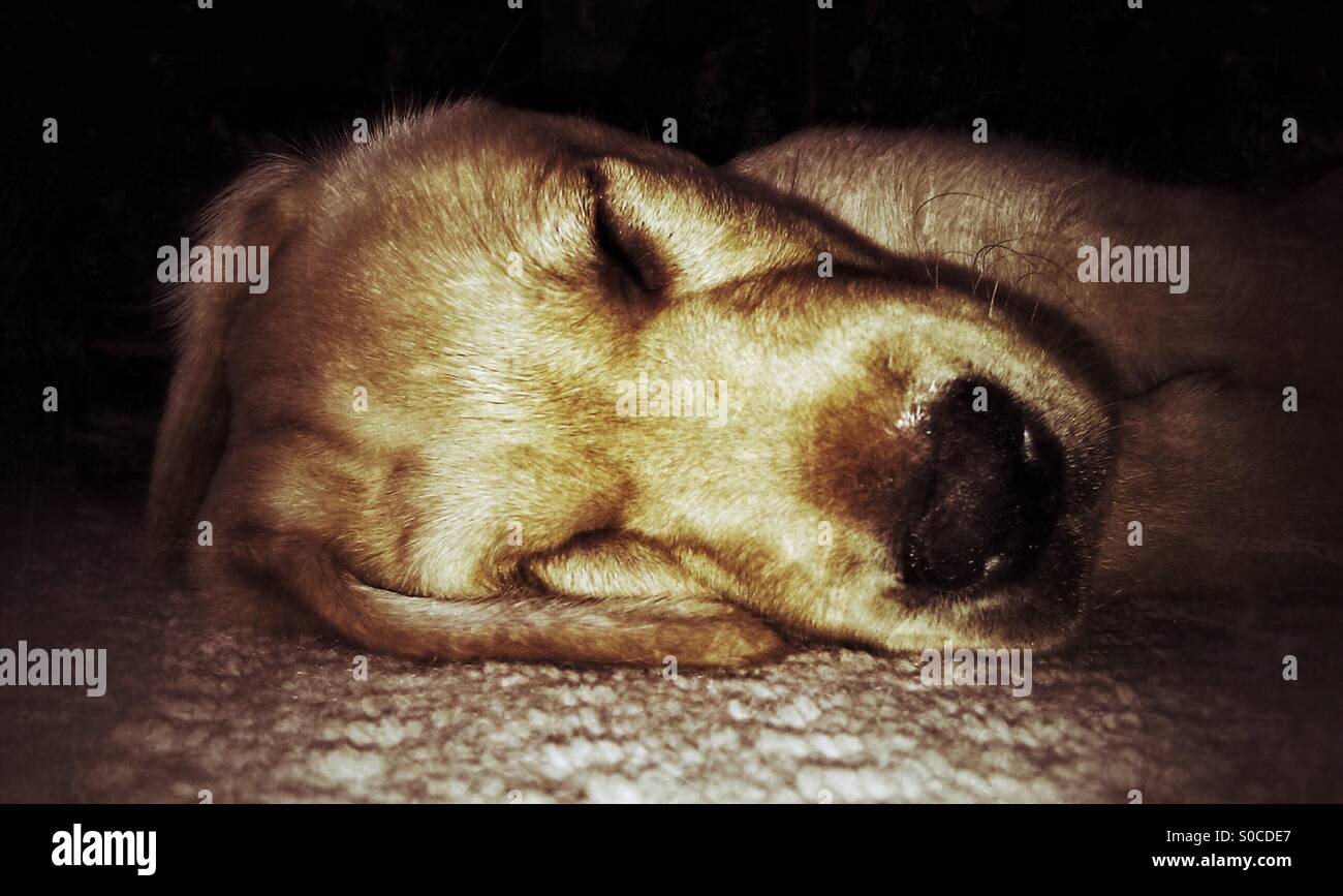 Cane di sonno. - Immagine stock catturata con smartphone