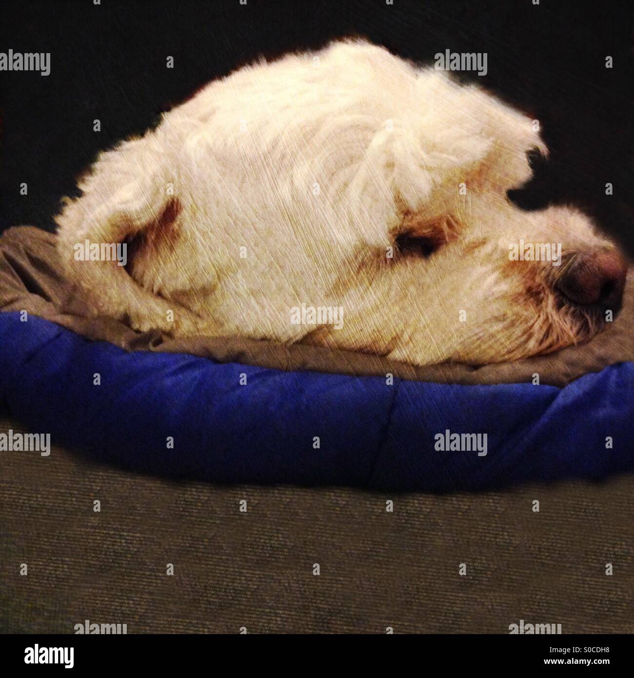 Bianco di Sleepy Dog Foto Stock