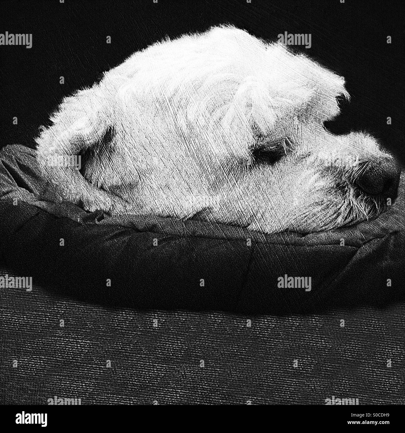 Sleepy Dog in bianco e nero Foto Stock