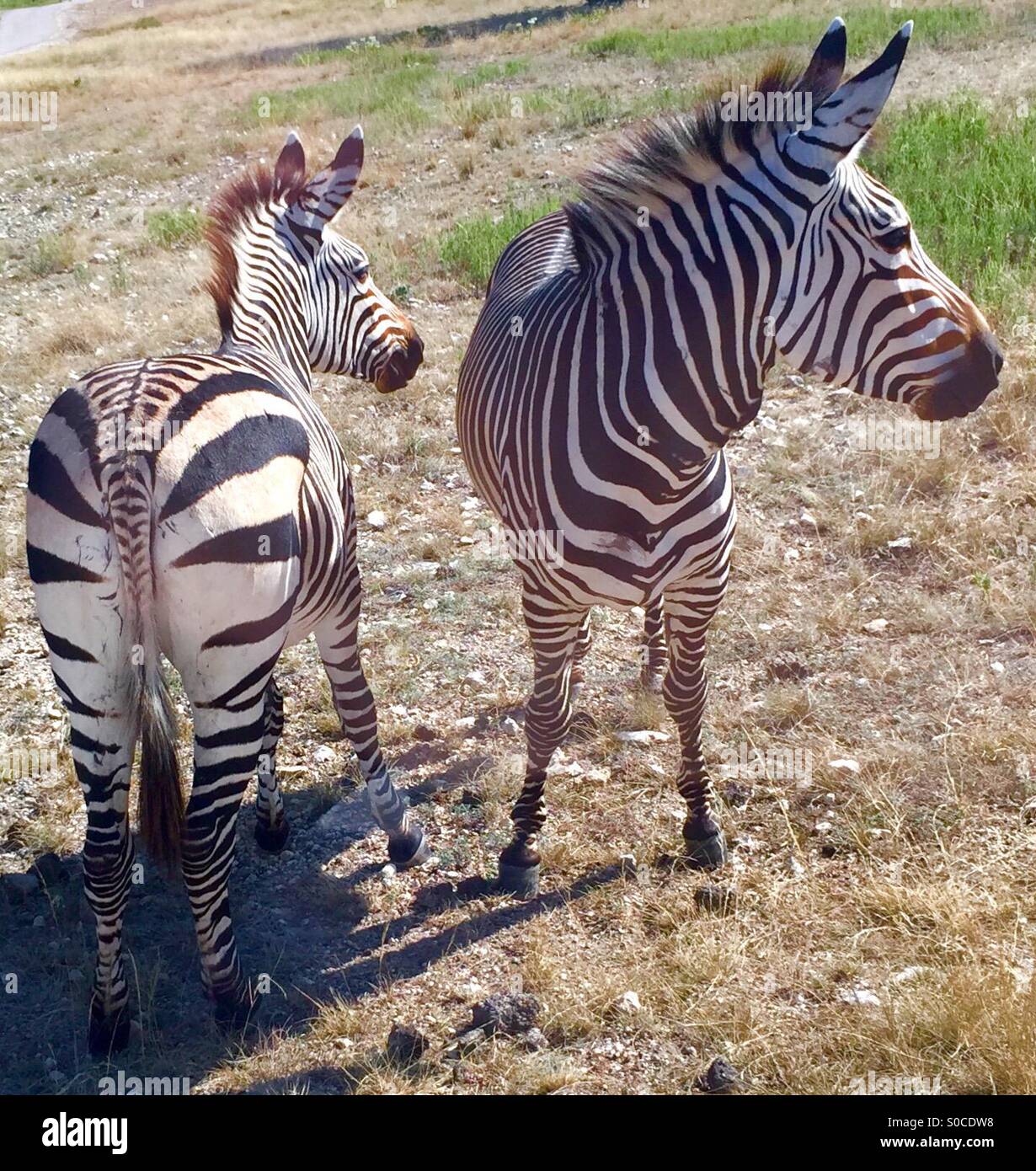 Zebre fronte e retro Foto Stock