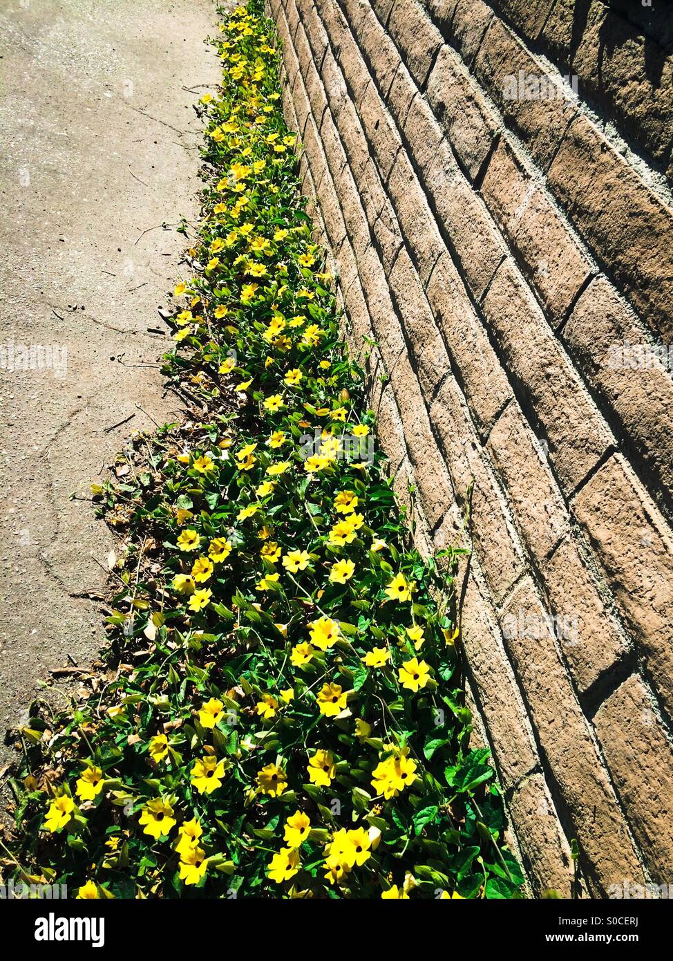 Giallo fiori strisciando lungo una pista ciclabile parete in California Foto Stock