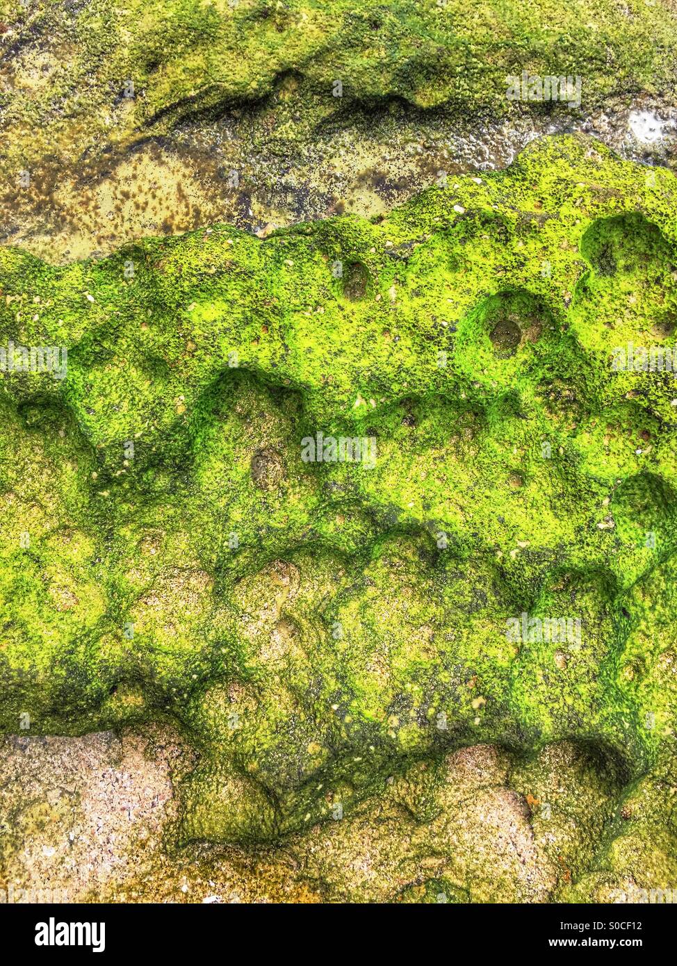 Verde muschio texture di roccia Foto Stock