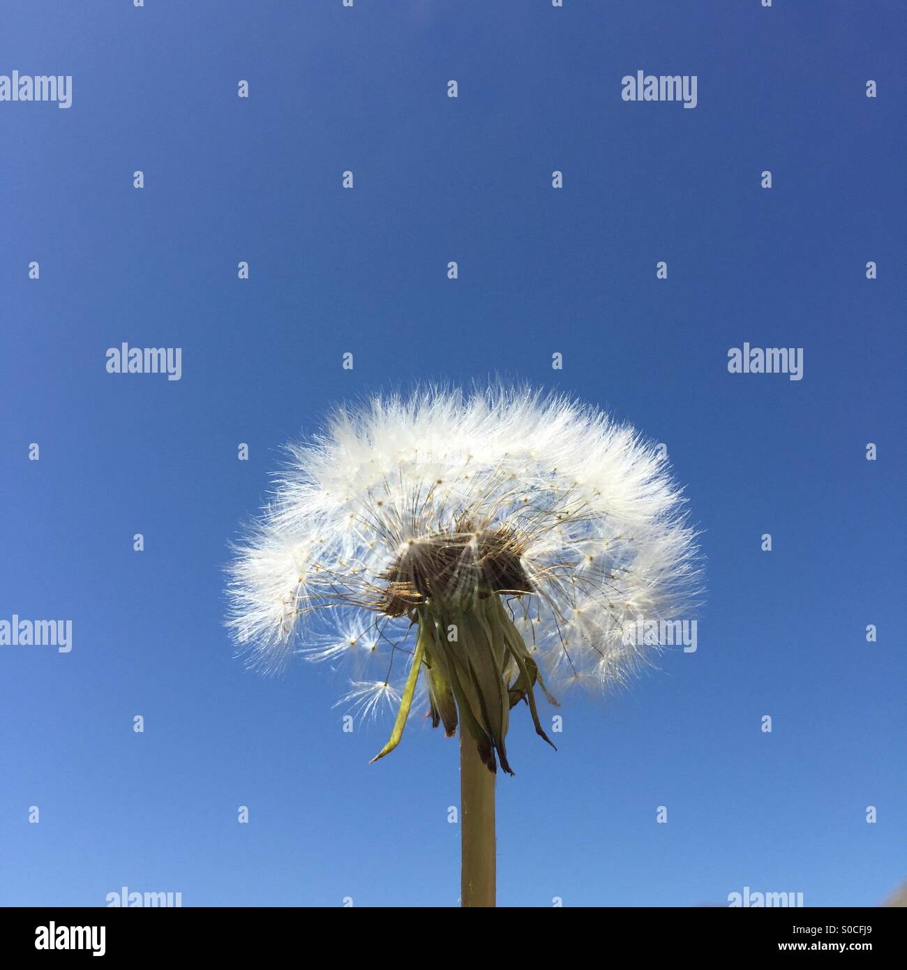 Dente di leone bianco contro il cielo blu Foto Stock