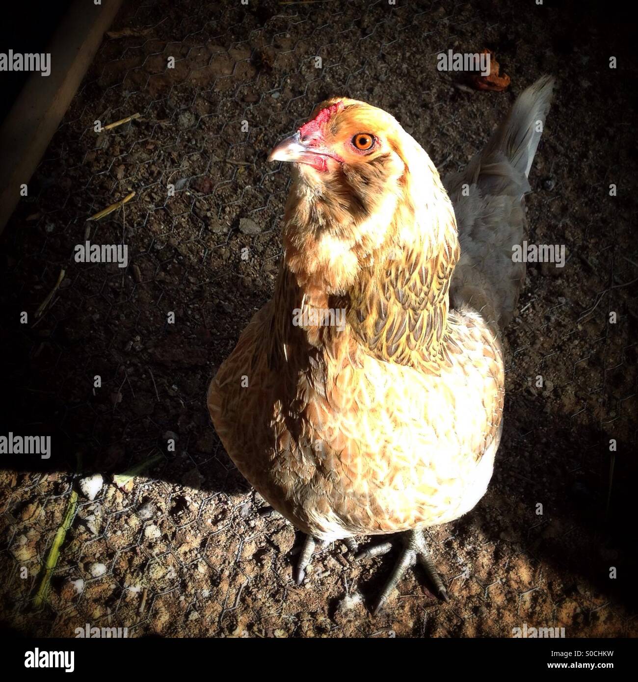 Pollo in presenza di luce solare Foto Stock