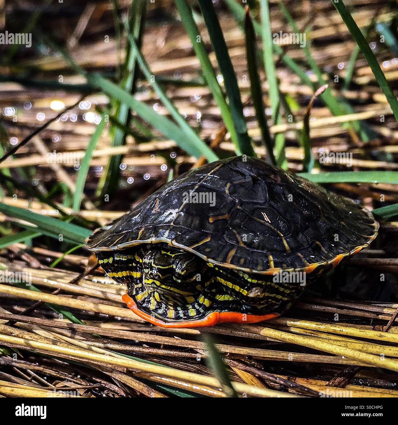 Dipinto di turtle timidamente il recupero nel suo guscio. Foto Stock