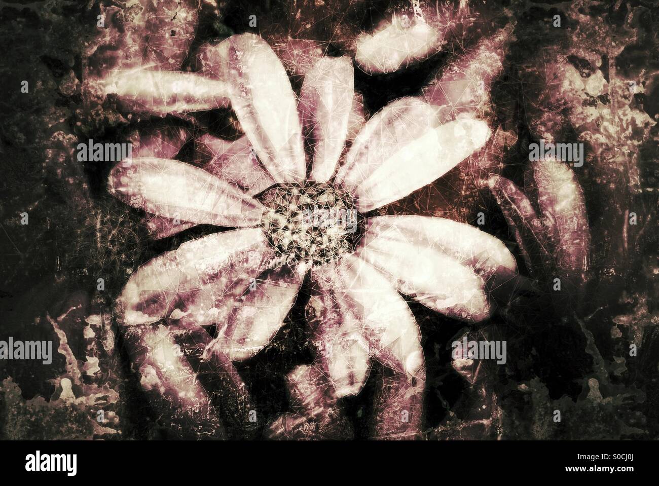 Fiore poli - Immagine stock catturata con smartphone