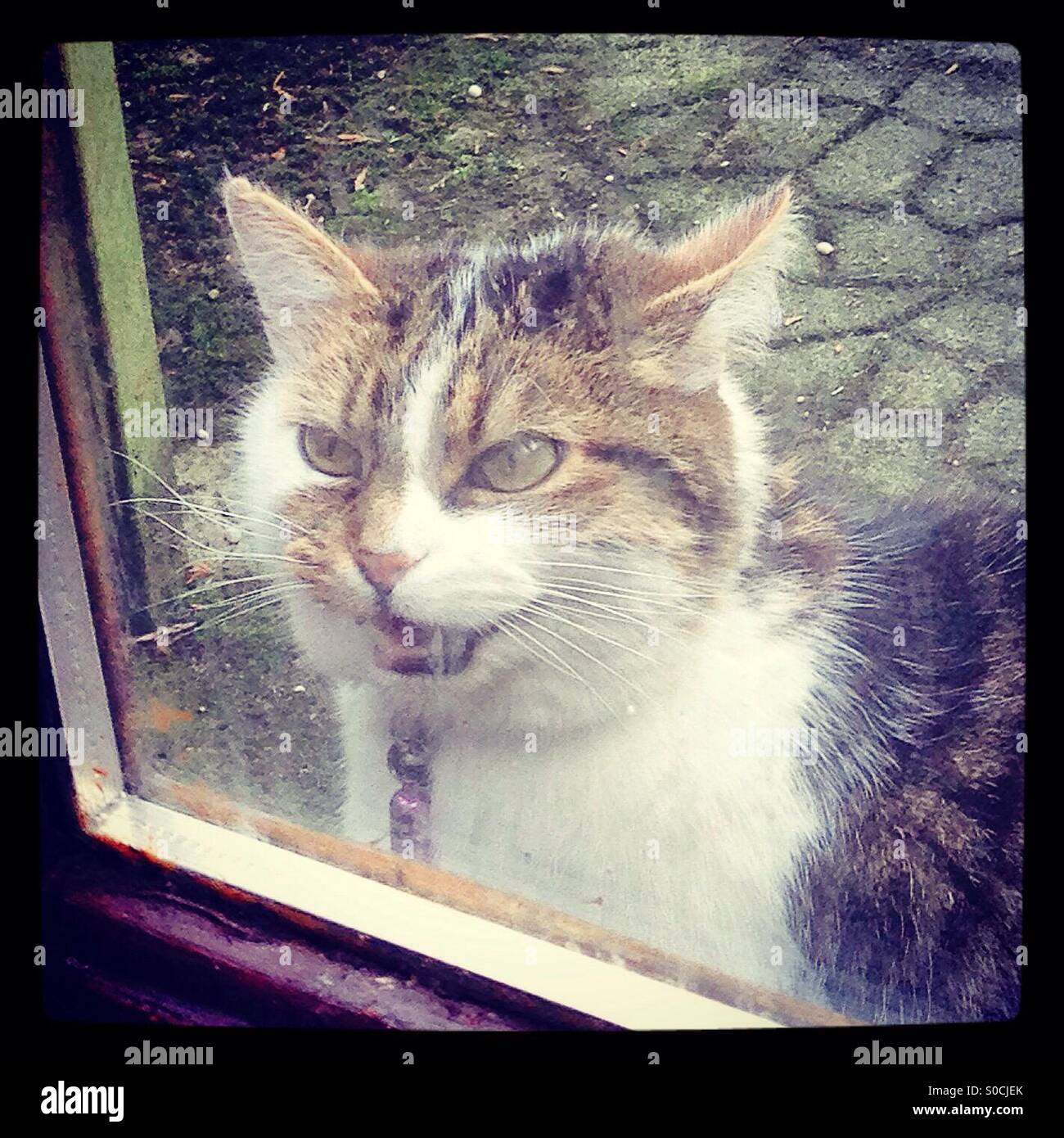Meow ! Permettetemi in si prega. Cat meowing ad entrare all'interno. Foto Stock