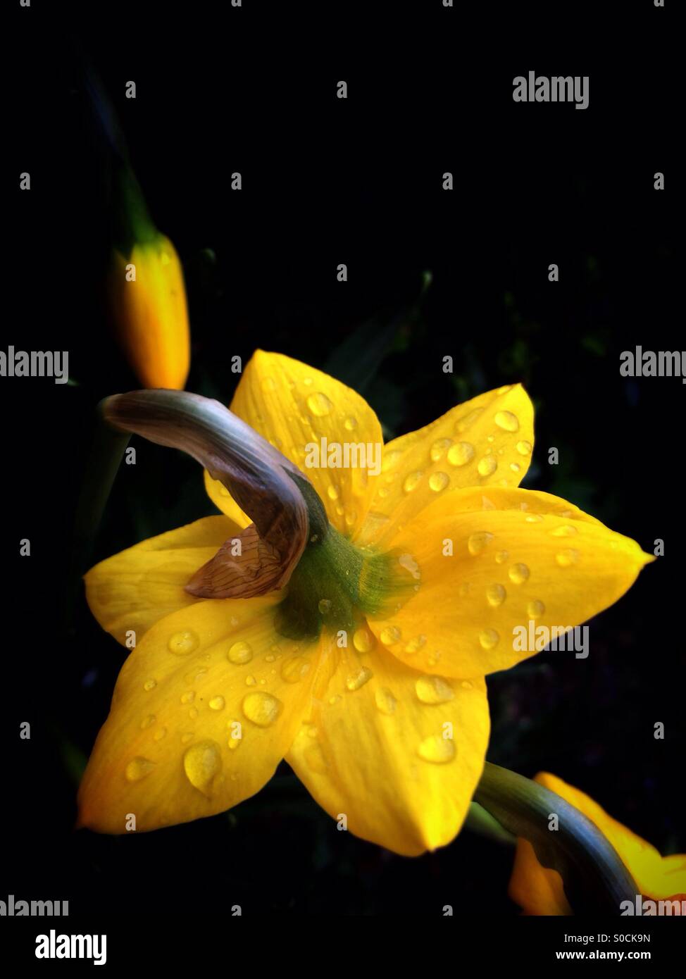 Giallo daffodil fiore Foto Stock