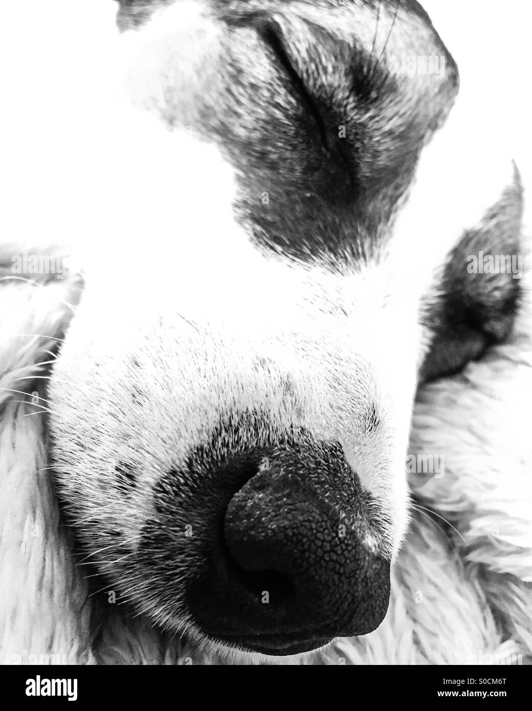 Primo piano del volto di un sonno cane. - Immagine stock catturata con smartphone