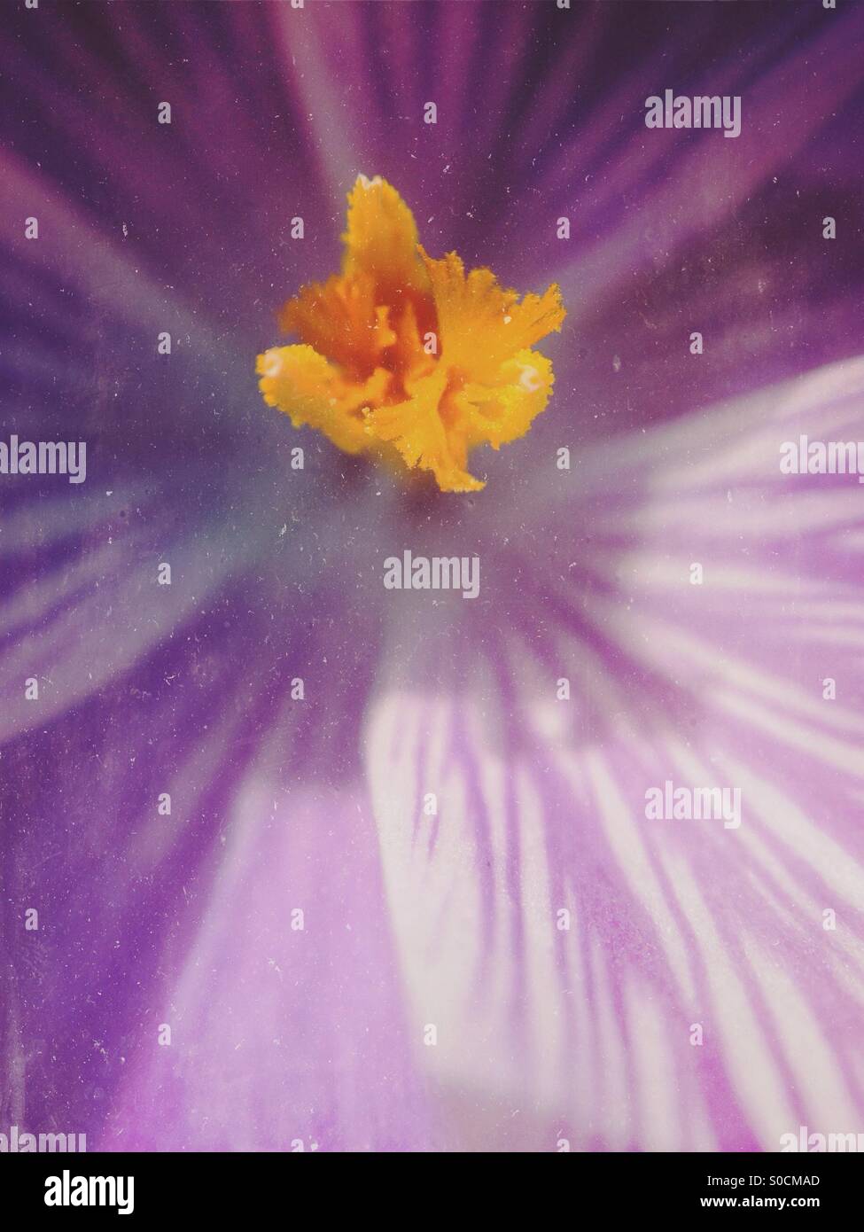 Close up chionodoxa fiore Foto Stock