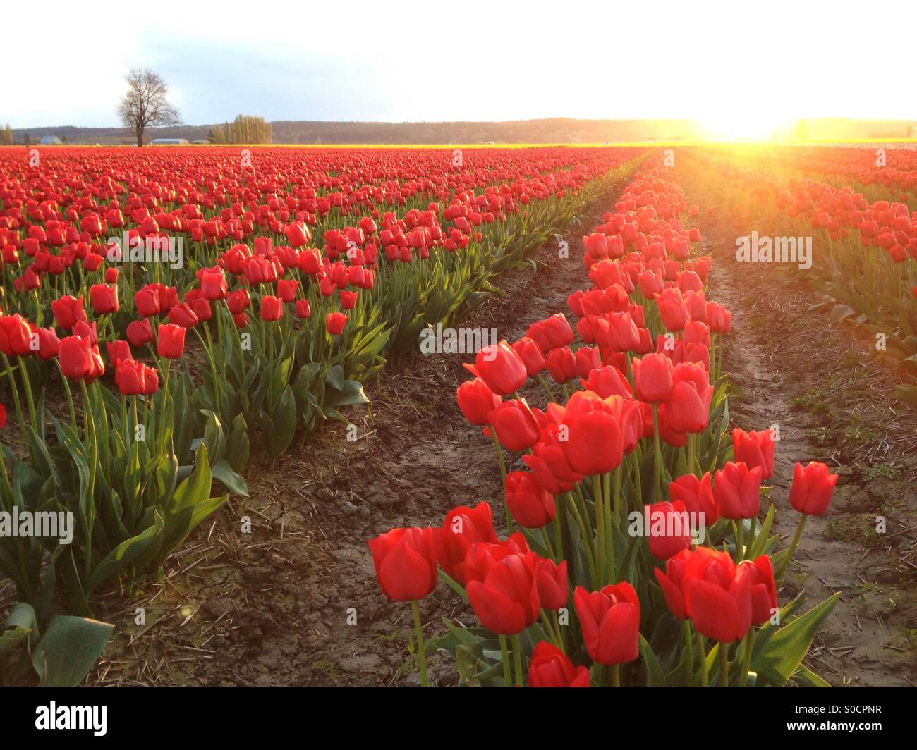 Campo di tulipani al tramonto in La Conner, Washington Foto Stock