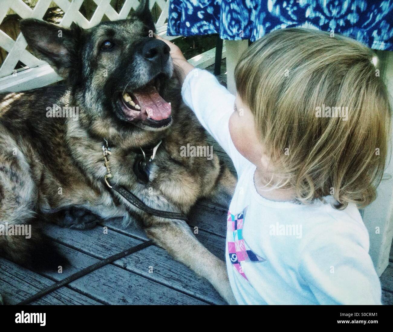Il Toddler petting grande pastore tedesco Foto Stock