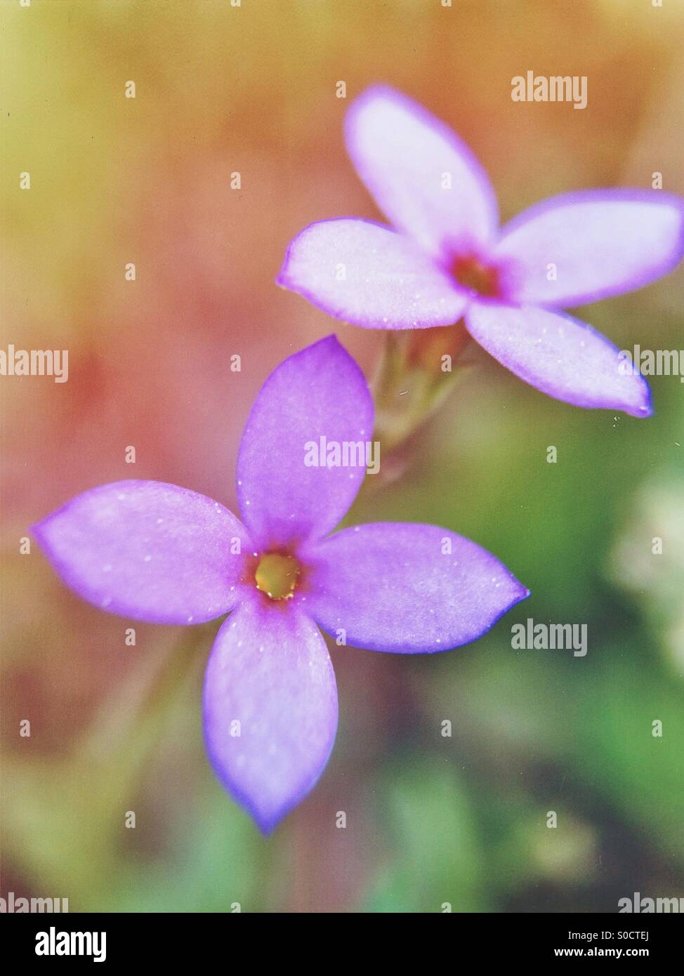 Chiuda il Bluets Foto Stock