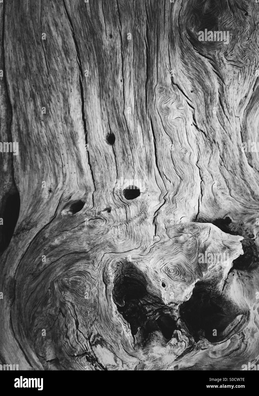 Albero morto. - Immagine stock catturata con smartphone
