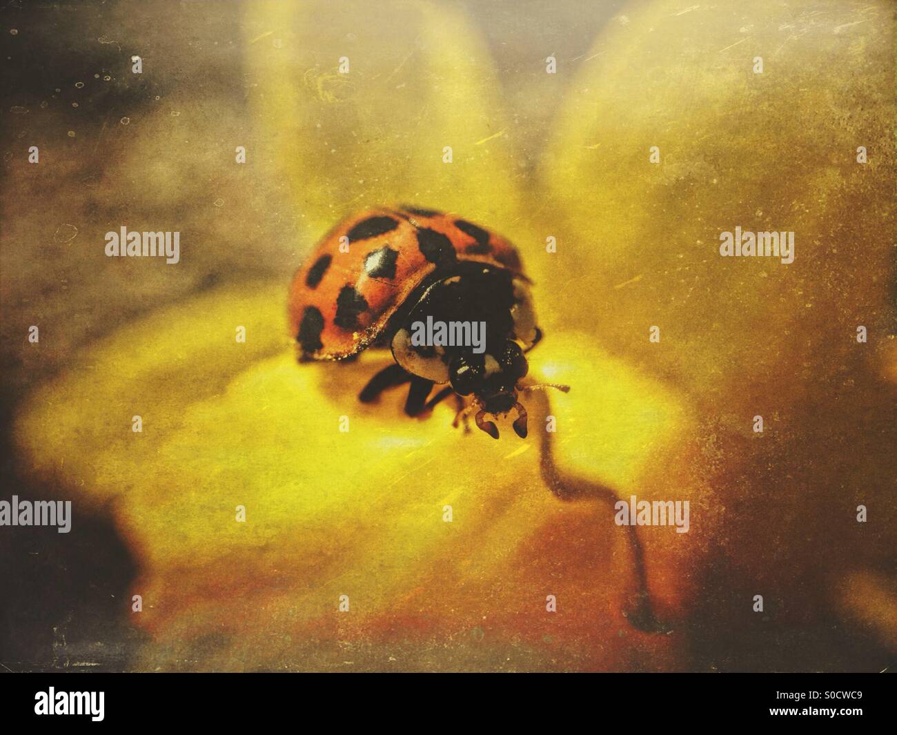 Ladybird su una foglia daffodil - Immagine stock catturata con smartphone