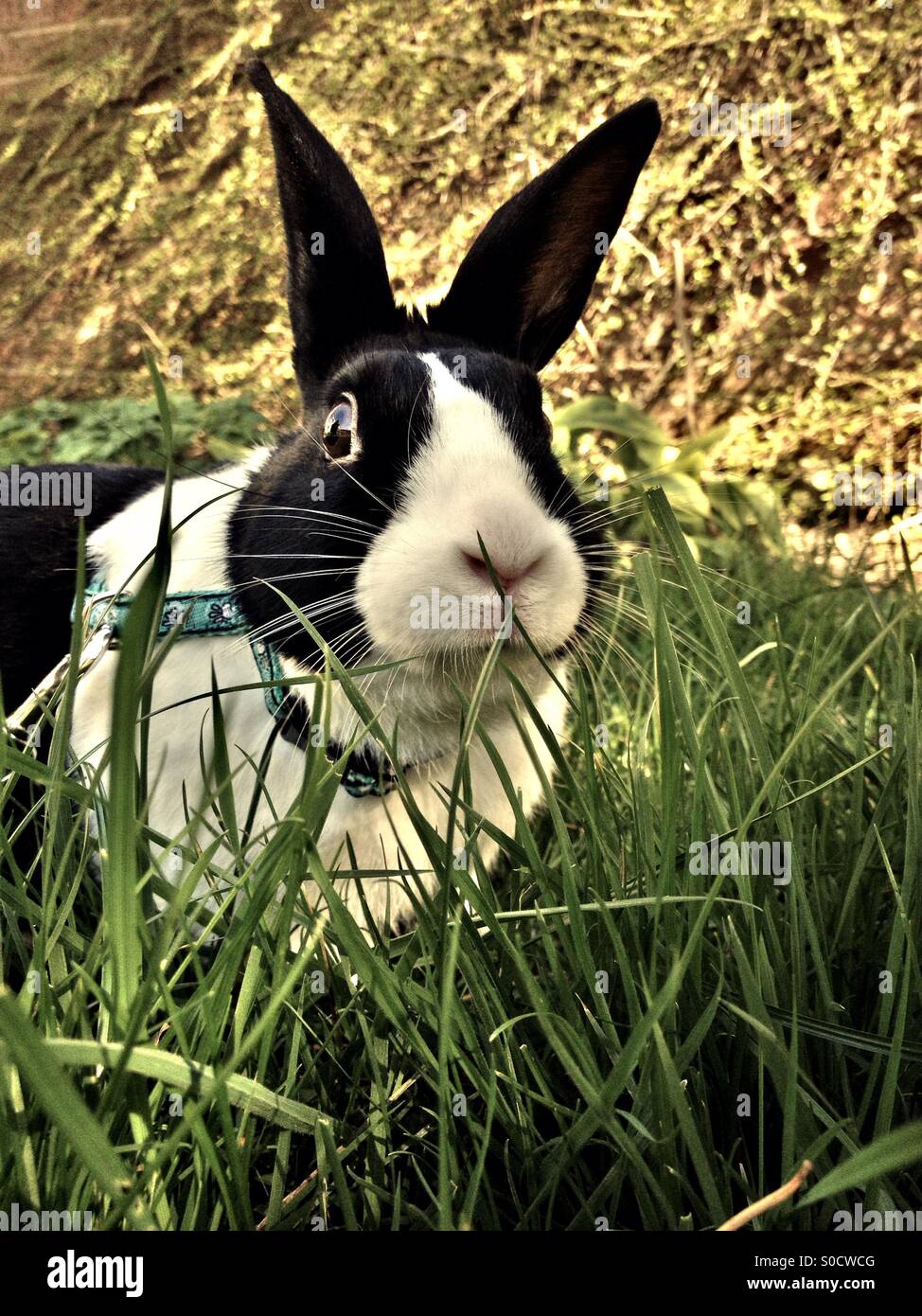 Coniglio olandese in giardino - Immagine stock catturata con smartphone