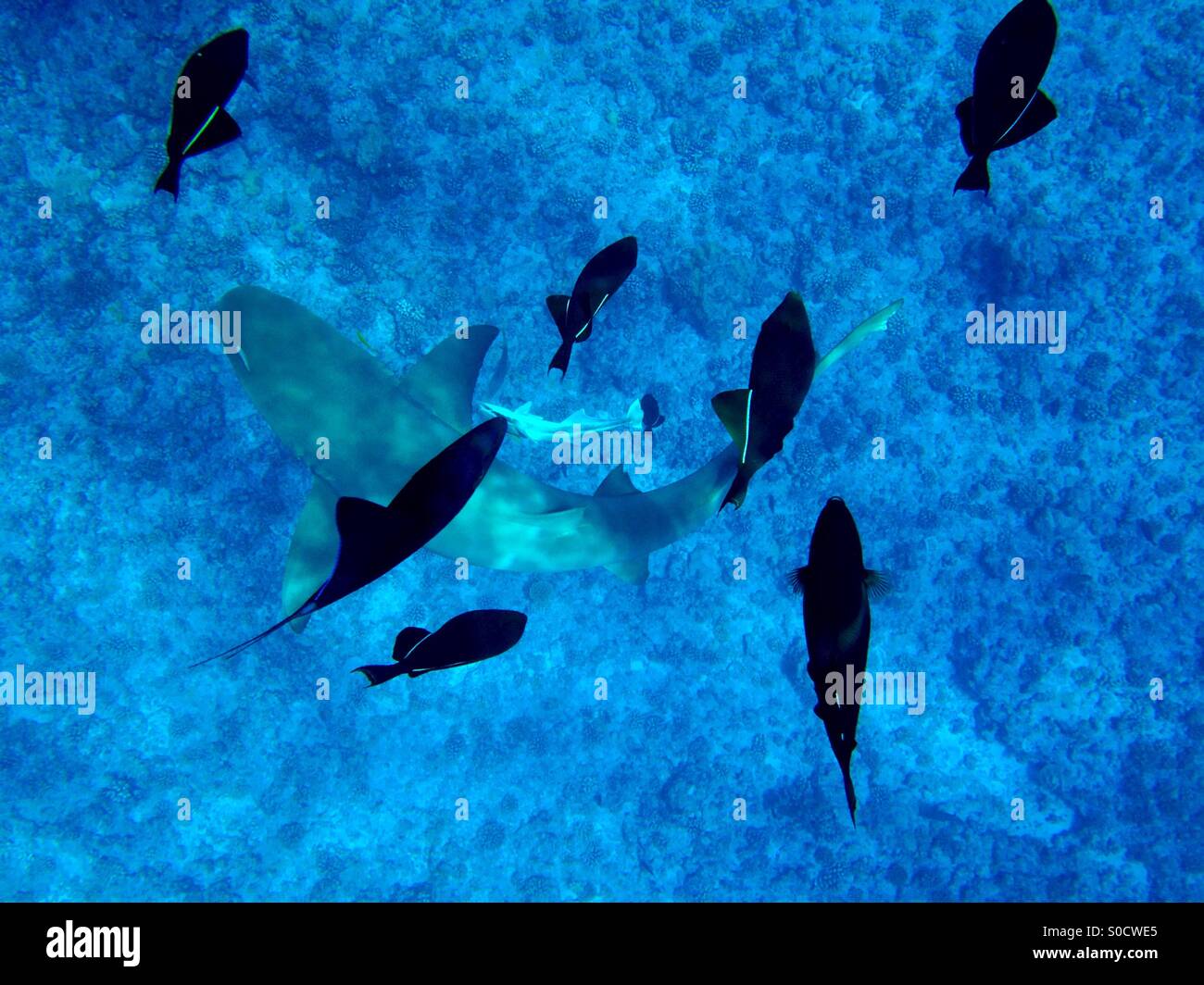 Fotografia subacquea della barriera corallina e della vita marina Foto Stock
