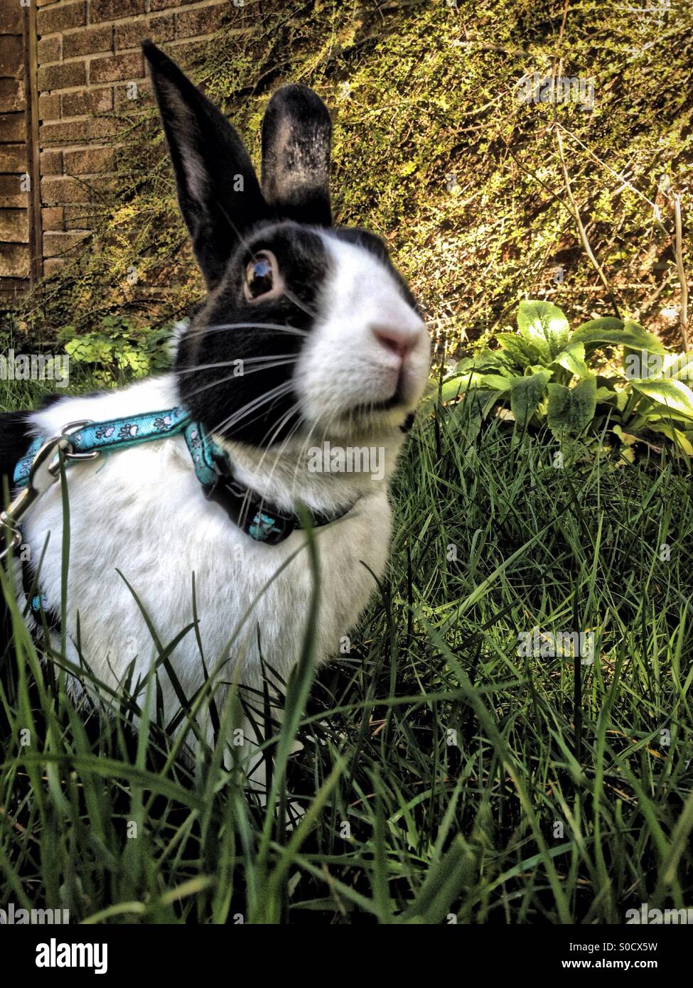 Coniglio olandese in giardino - Immagine stock catturata con smartphone
