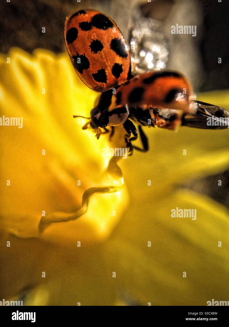 Coccinella in volo su una foglia daffodil - Immagine stock catturata con smartphone