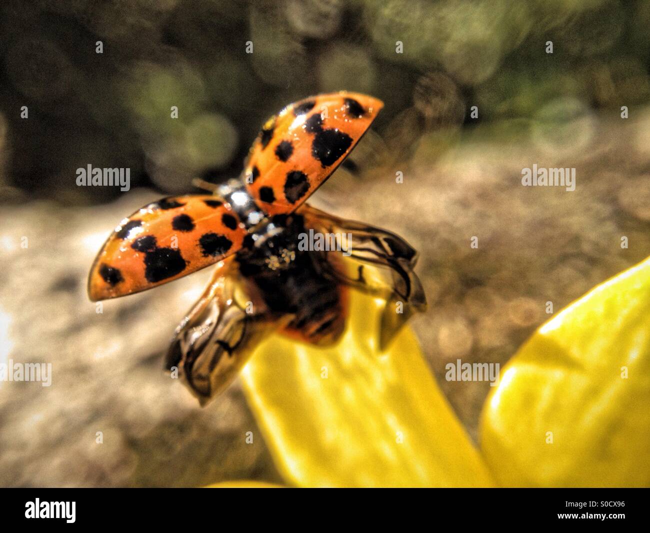Coccinella in volo su un daffodil il petalo - Immagine stock catturata con smartphone