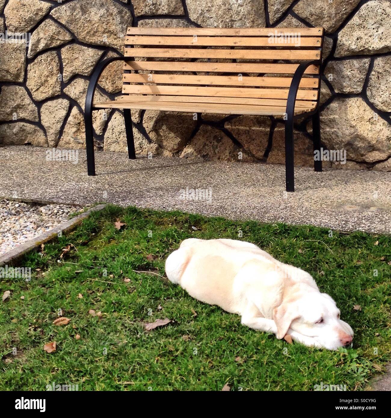 Dog & banco. Chillaxing. Foto Stock