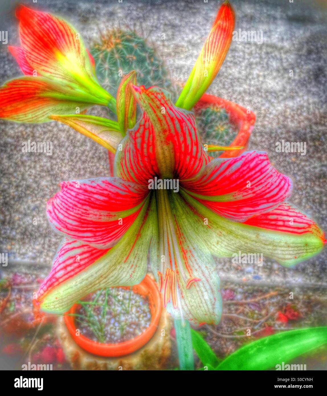Amaryllis fiore in fiore Foto Stock