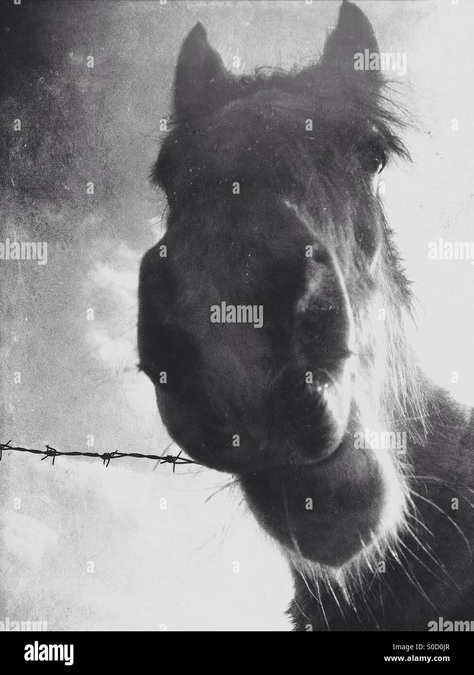 Sfacciato cavallo - Immagine stock catturata con smartphone