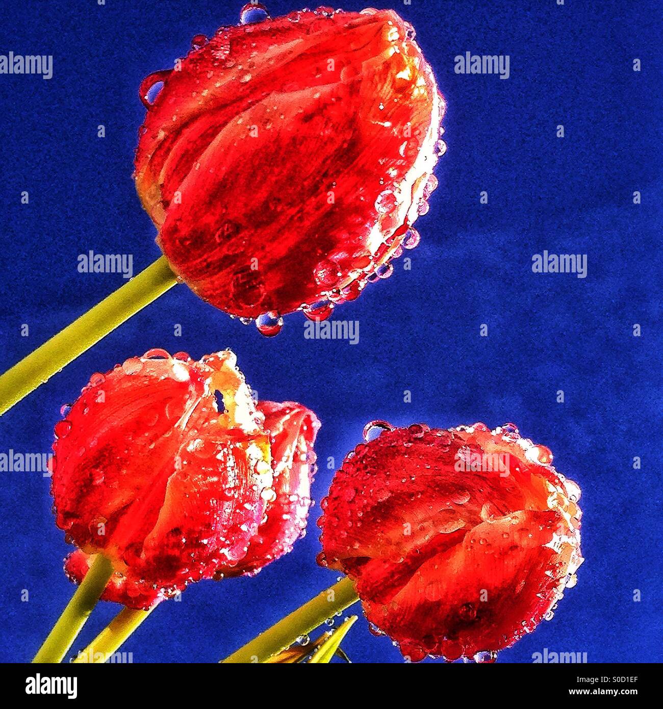 Tulipani della sorgente - Immagine stock catturata con smartphone