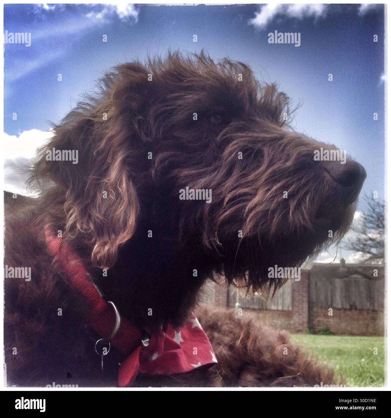 Brown labradoodle cane - Immagine stock catturata con smartphone