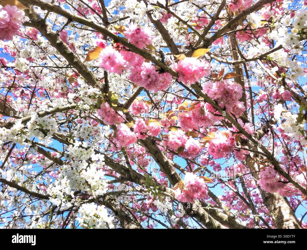Rosa e Bianco di alberi in fiore Foto Stock