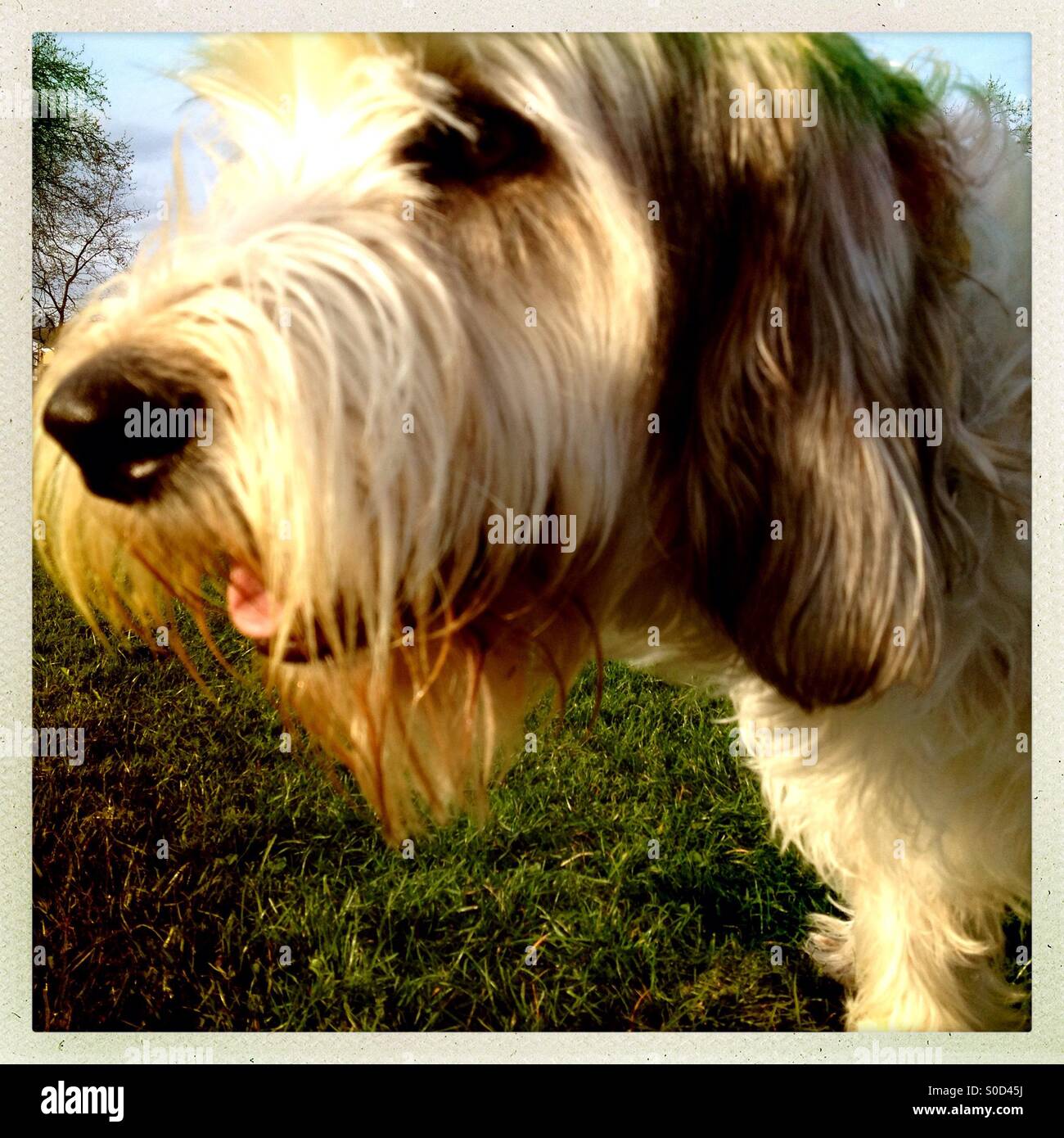 Chiuda il cane Foto Stock