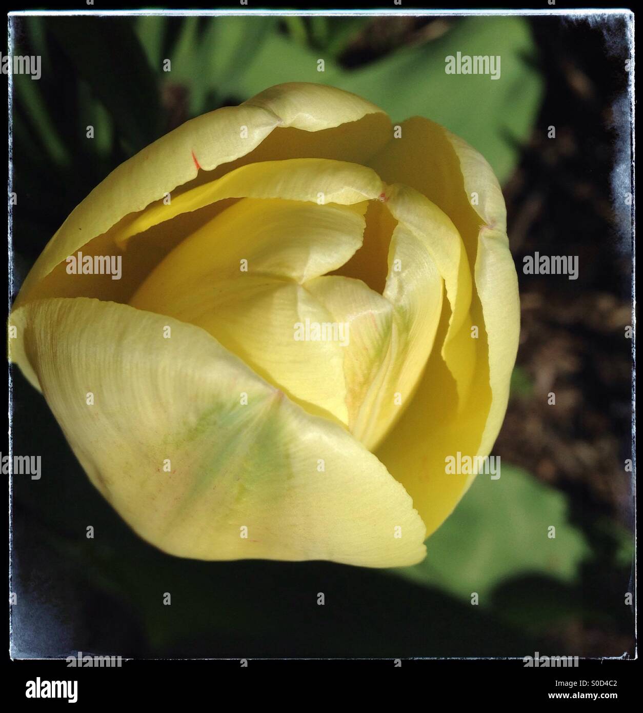 Un tulipano giallo con un confine grunge. - Immagine stock catturata con smartphone