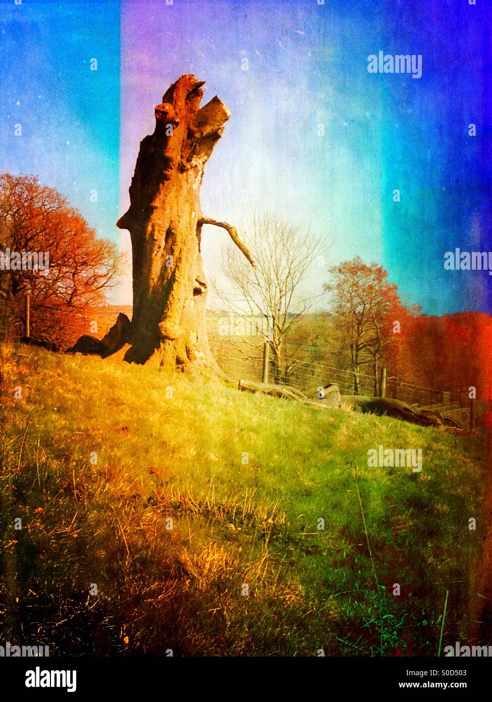 Vecchio tronco dell'albero Foto Stock