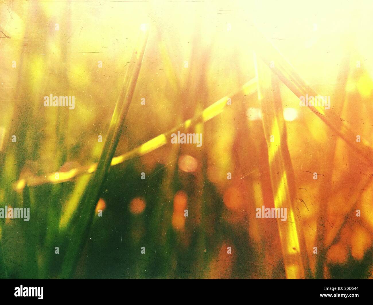 Erba su una giornata d'estate Foto Stock