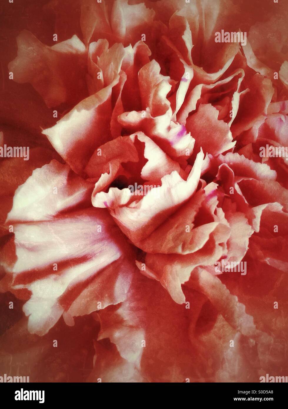 Carnation closeup. - Immagine stock catturata con smartphone