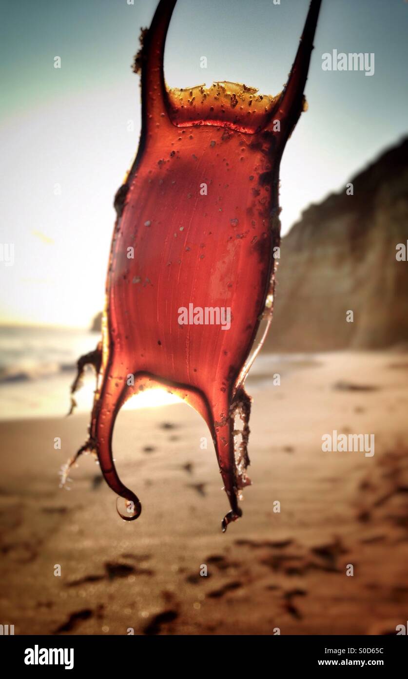 Borsa delle sirene immagini e fotografie stock ad alta risoluzione - Alamy
