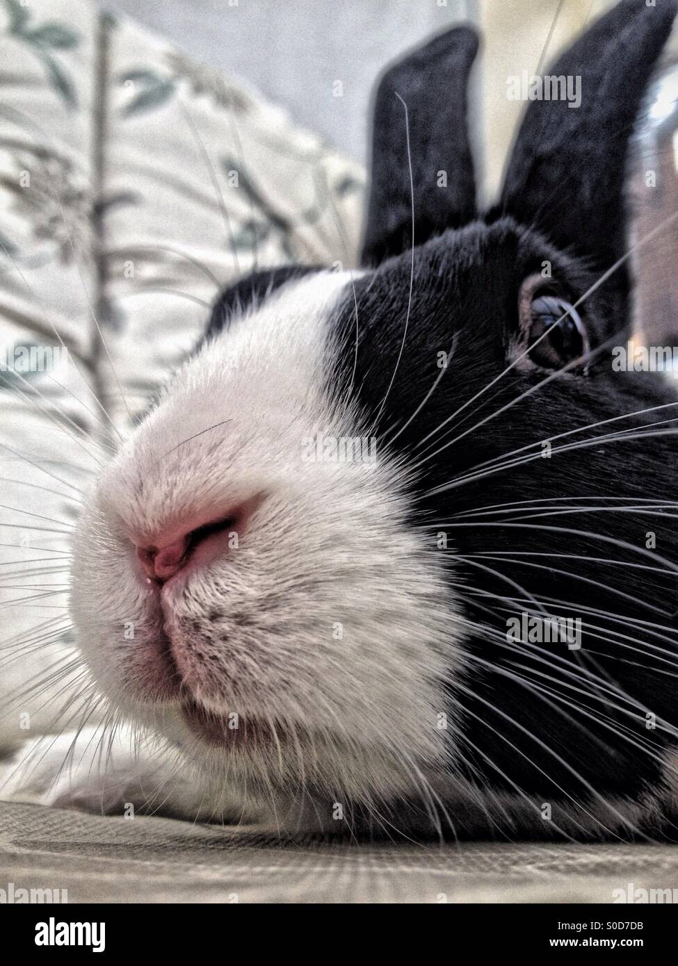 Coniglio olandese - Immagine stock catturata con smartphone